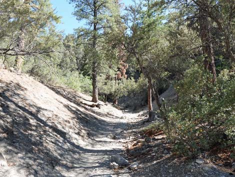 Stanley B Springs Trail