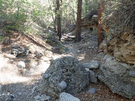 Stanley B Springs Trail