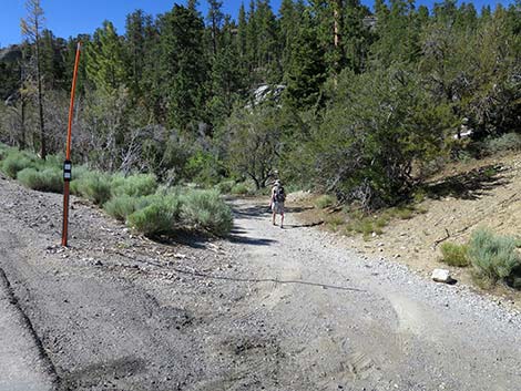 Wildhorse Loop Trail
