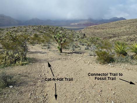 Cat-N-Hat Trail