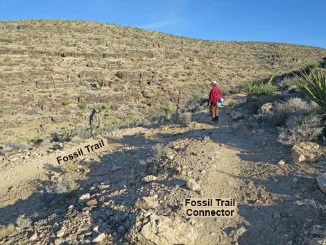 Cat-N-Hat Trail
