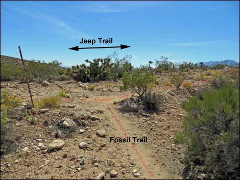 Fossil Trail