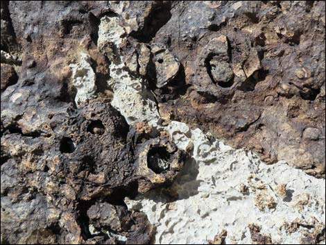 Blue Diamond Hill Fossils
