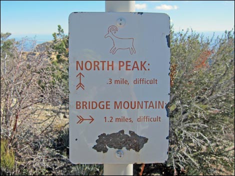 Bridge Mountain Trail