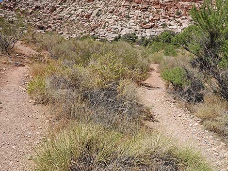 Calico Basin Overlook Trail