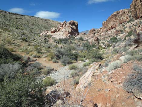 Mojave Desert Scrub (Upper Sonoran Life Zone)