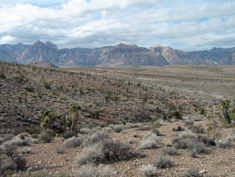 Red Rock Canyon Campground Area