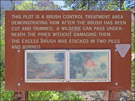 Fire Ecology Trail