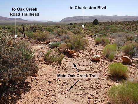 Oak Creek Canyon Trail