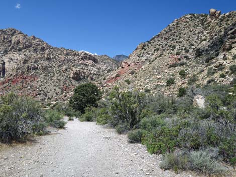 White Rock Spring Trail