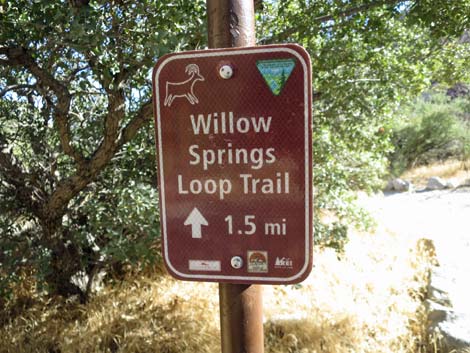 Willow Springs Loop