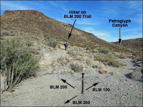 BLM 100 Trail