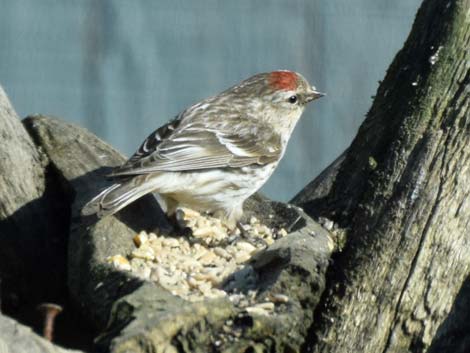 Barrow Birding