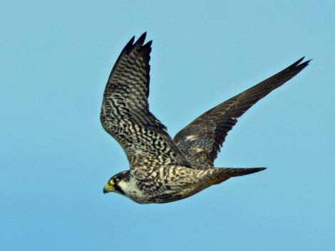 Barrow birding