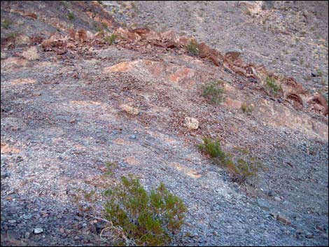 Chambless Trilobite Quarry