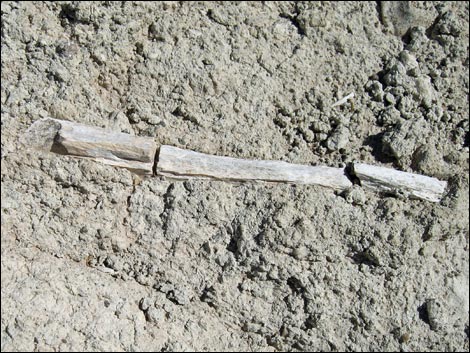 Fossil Bones
