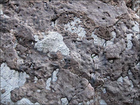 Fossil Muck