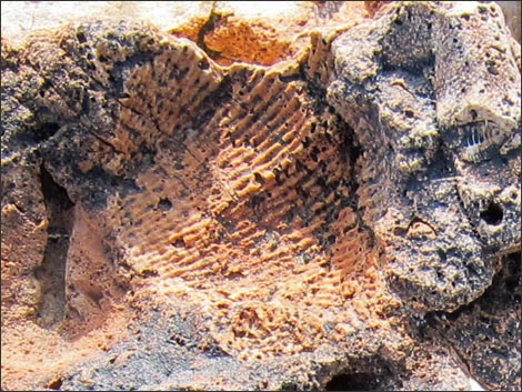 Fossil Shells