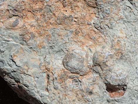 Fossil brachiopod