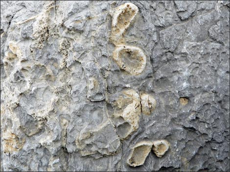Fossil Sponges