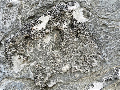Fossil Sponges