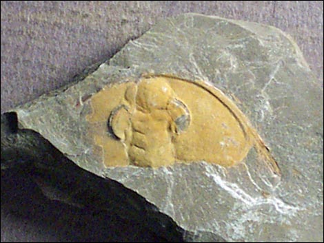 Cadiz Trilobite Quarry