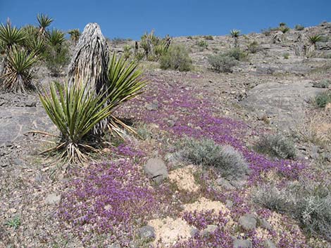 Mojave Desert Scrub