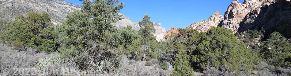 Pinyon-Juniper Woodland (Upper Sonoran Life Zone)