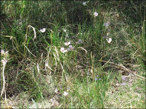 Alkali Mariposa Lily (Calochortus striatus)
