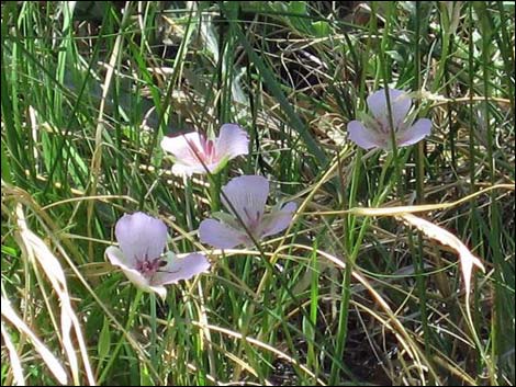 Alkali Mariposa Lily (Calochortus striatus)