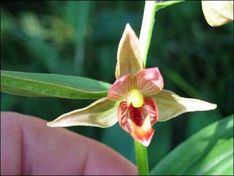 Stream Orchid (Epipactus gigantea)