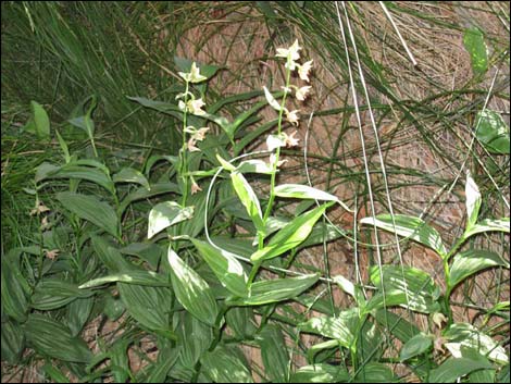 Stream Orchid (Epipactus gigantea)