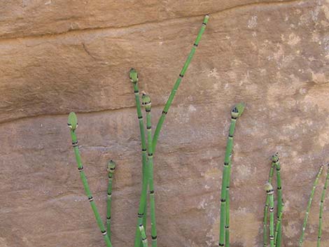 Smooth Horsetail (Equisetum laevigatum)