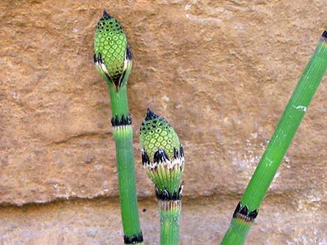 Smooth Horsetail (Equisetum laevigatum)