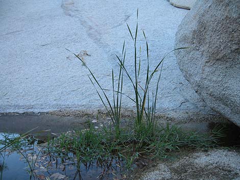 Narrowleaf Cattail (Typha angustifolia)