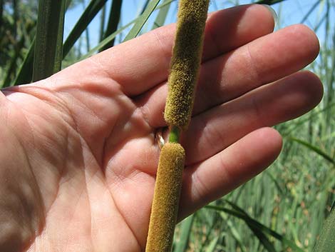 Southern Cattail (Typha domingensis)