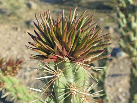 Buckhorn Cholla (Cylindropuntia acanthocarpa)