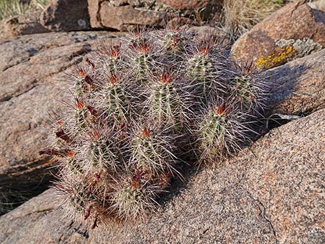 Baker Kingcup Cactus (Echinocereus bakeri)