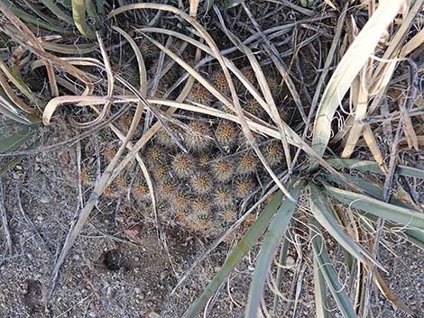 Baker Kingcup Cactus (Echinocereus bakeri)