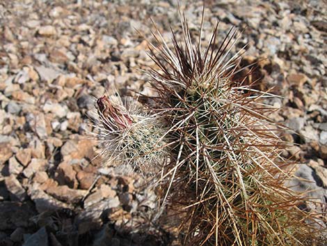 Engelmann's Hedgehog Cactus (Echinocereus engelmannii)