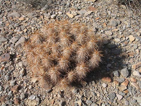 Engelmann's Hedgehog Cactus (Echinocereus engelmannii)