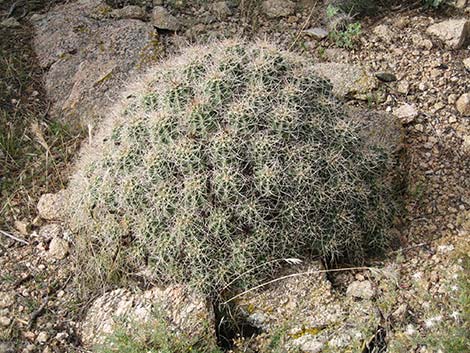 Hedgehog Cactus (Echinocereus)