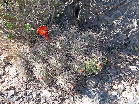 Mojave Kingcup Cactus (Echinocereus mojavensis)