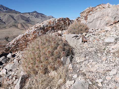 Mojave Kingcup Cactus (Echinocereus mojavensis)