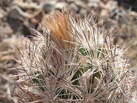 Desert Spinystar (Escobaria vivipara var. deserti)