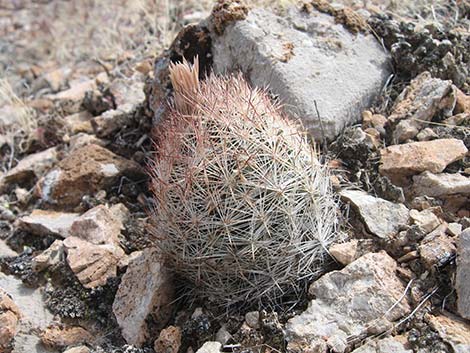 Desert Spinystar (Escobaria vivipara var. deserti)