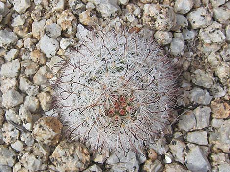 Common Fishhook Cactus (Mammillaria tetrancistra)
