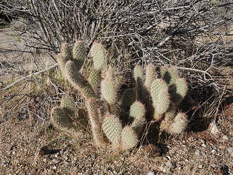 Western Pricklypear Cactus (Opuntia diploursina)