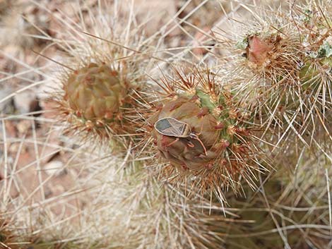 Western Pricklypear Cactus (Opuntia diploursina)