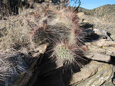 Pricklypear Cactus (Opuntia spp.)